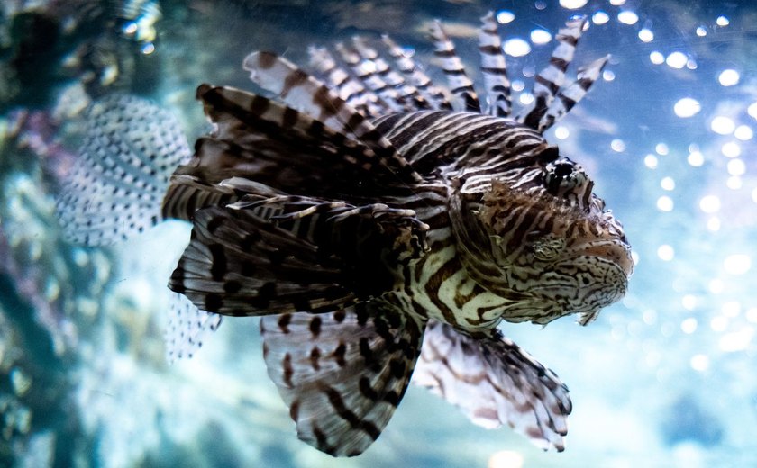 Peixe invasor é identificado em praia turística do Nordeste; entenda qual é risco