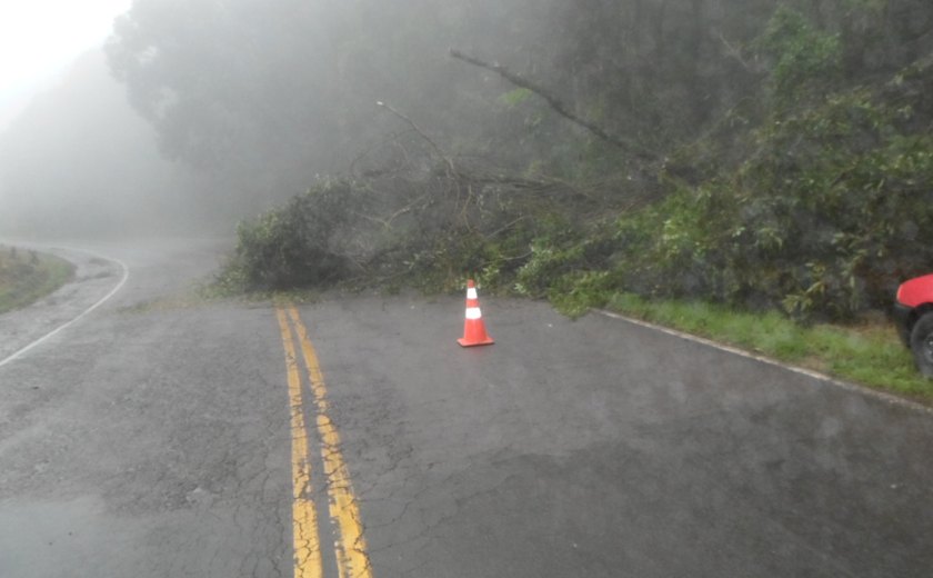 Temporal causa destelhamentos e quedas de árvores no RS