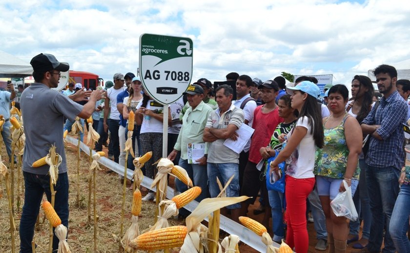 Incentivo à produção de milho anima indústrias e agricultores em Arapiraca