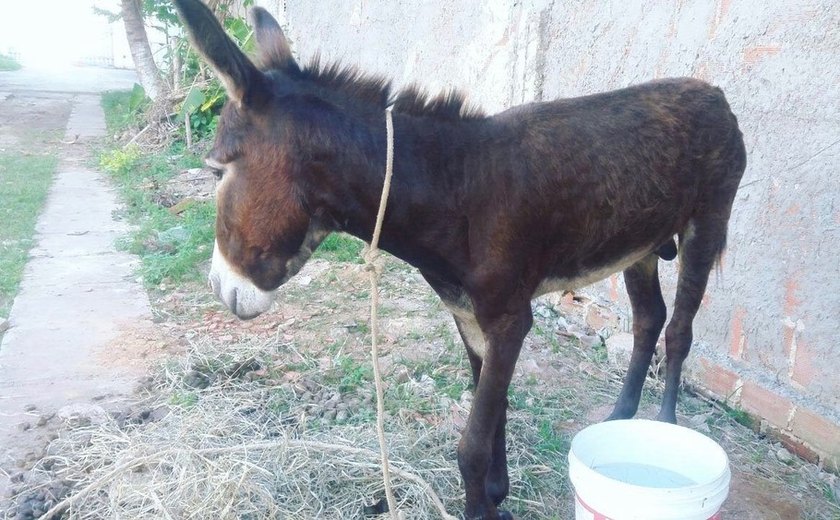 Bazar em Maceió arrecada dinheiro para abrigo de cavalos vítimas de maus-tratos