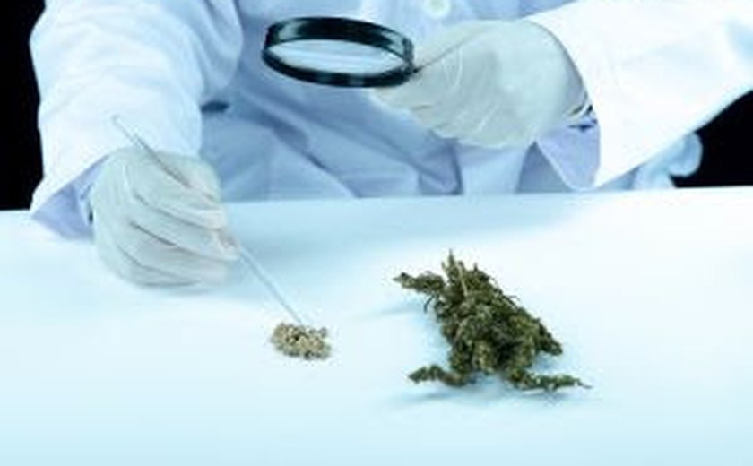 Thronus Education anuncia webinário para capacitar médicos em prescrição de cannabis medicinal em 2024