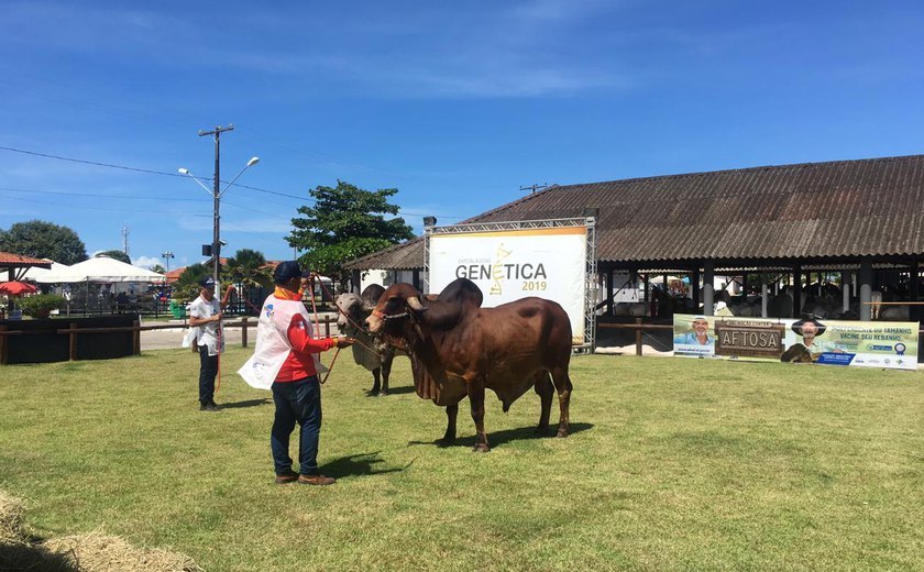 Expoalagoas Genética Itinerante traz programação focada no pilar genético