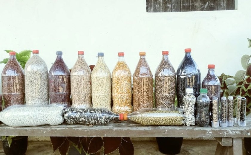 Seagri-AL realiza parceria com Cooperativas para capacitação e aquisição de sementes crioulas