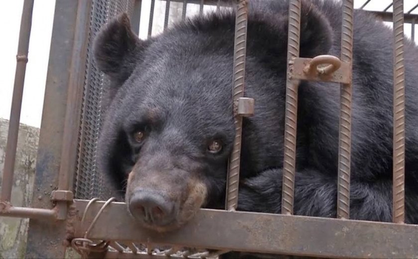 Família chinesa cria filhote de urso achando que era um cachorro