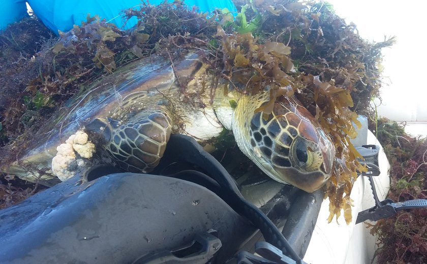 Equipe do IMA encontra tartarugas presas em redes  e mortas na enseada da Pajuçara