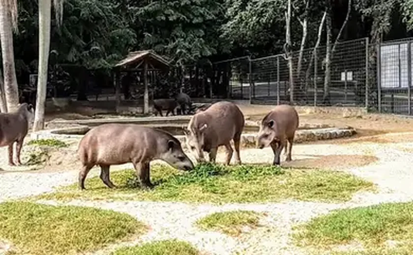 O amor está no ar: zoológico de Washington registra '1º flerte' de pandas