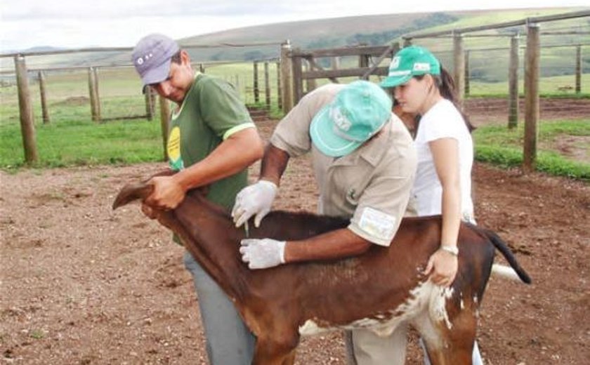Mais de 200 kg de produtos de origem animal são apreendidos em Maceió
