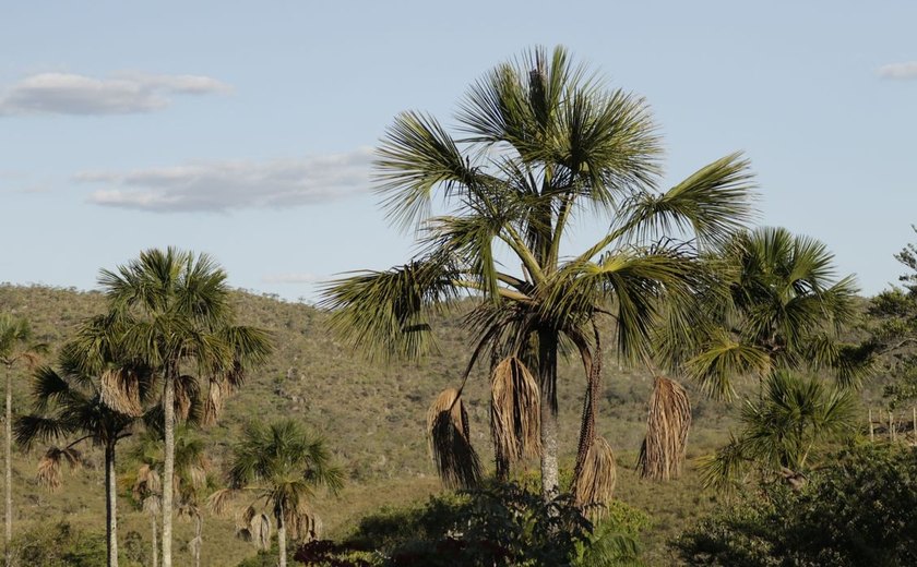 Exemplo de preservação, Quilombo Kalunga mantém nativo 83% do Cerrado