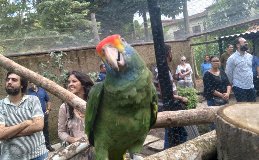 Papagaios ameaçados de extinção que foram apreendidos pela PF chegam a Alagoas
