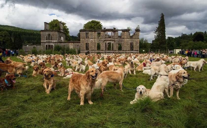 500 goldens retrievers se reúnem na Escócia para celebrar aniversário de criação da raça
