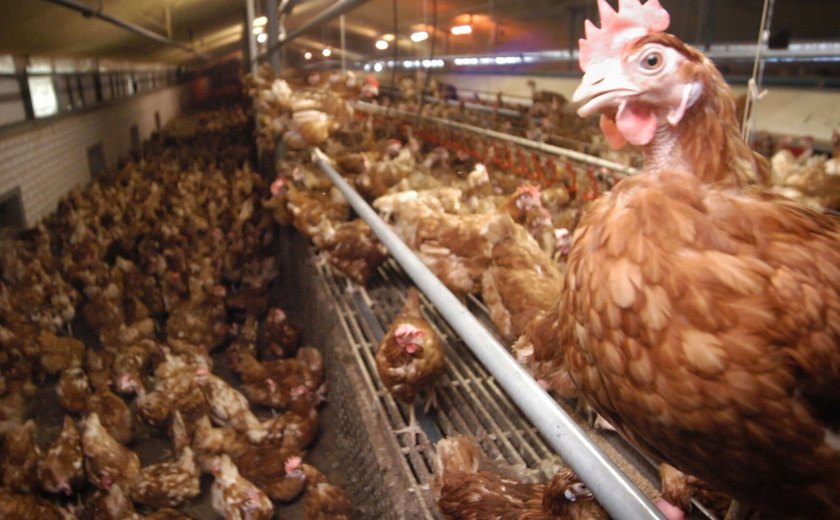 China, UE e Argentina suspendem compra de carne de frango do Brasil após caso de gripe aviária