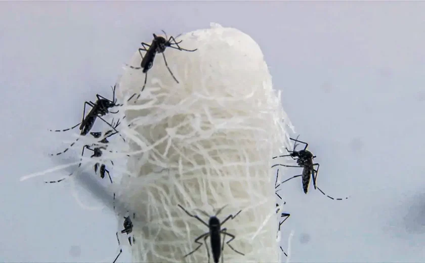 Brasil usará tecnologia da Fiocruz para combater dengue
