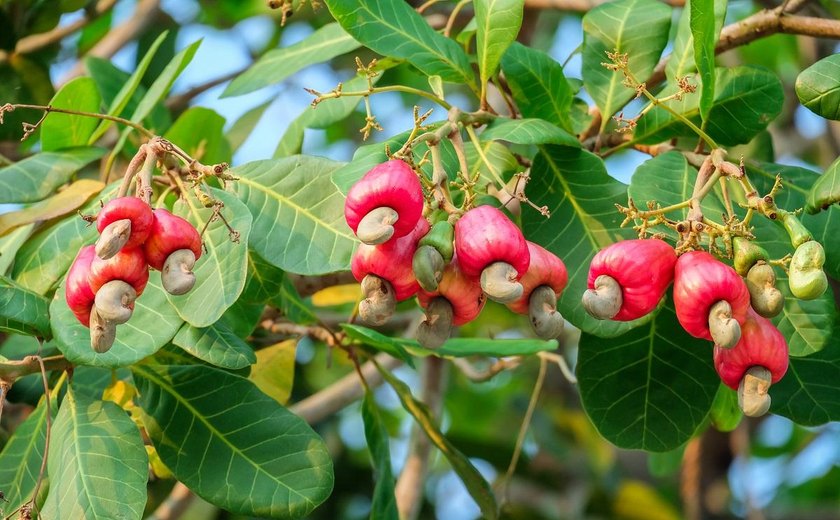 Pé de caju que dá? Estrela da Mocidade neste carnaval, produção da fruta está em queda no Brasil
