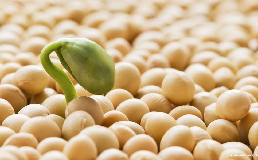 Embrapa aponta Alagoas com potencial para produção de soja