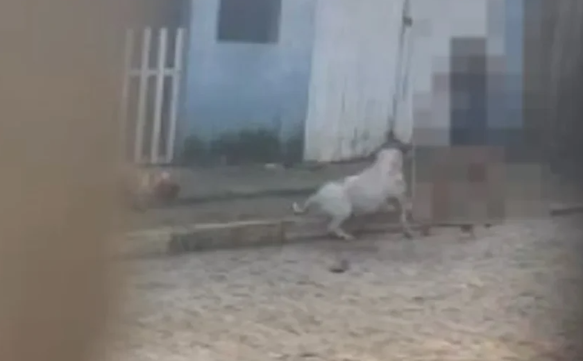 Cachorro morre após ataque de pitbull no bairro Canaã, em Arapiraca