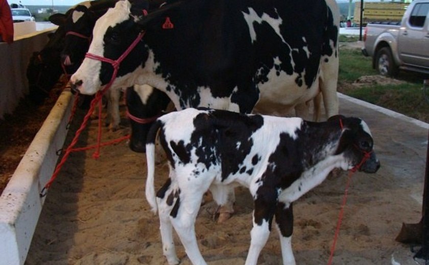 Alagoas investe em genética e fortalecimento da produção de leite