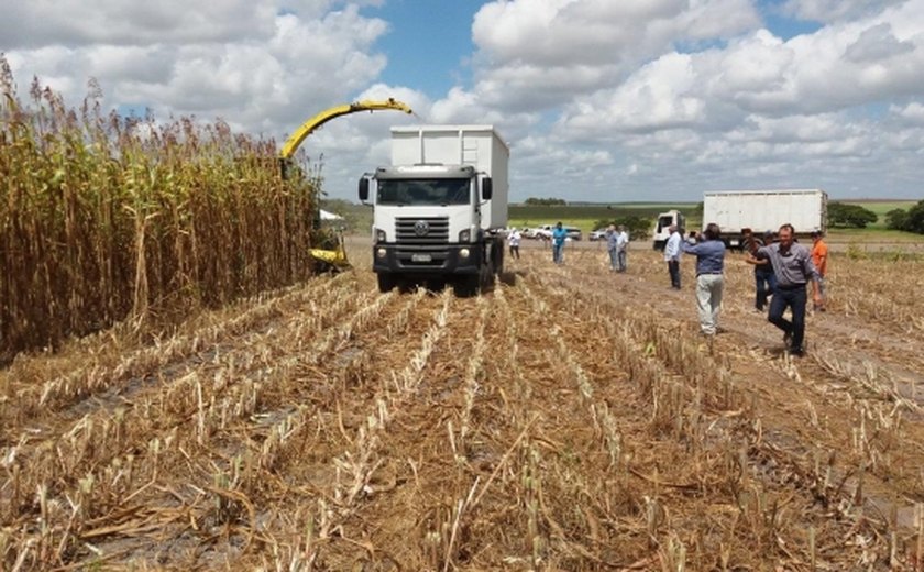 Safra 2018 de grãos em Alagoas tem início dia 11 maio