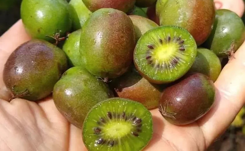 Você pode (e deve) comer a casca do kiwi