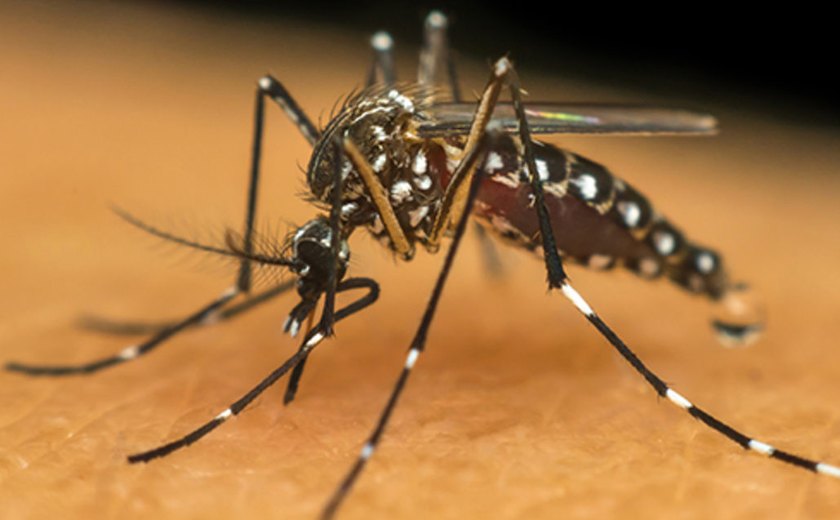 Dengue: Brasil é o país mais afetado nas Américas, diz OMS