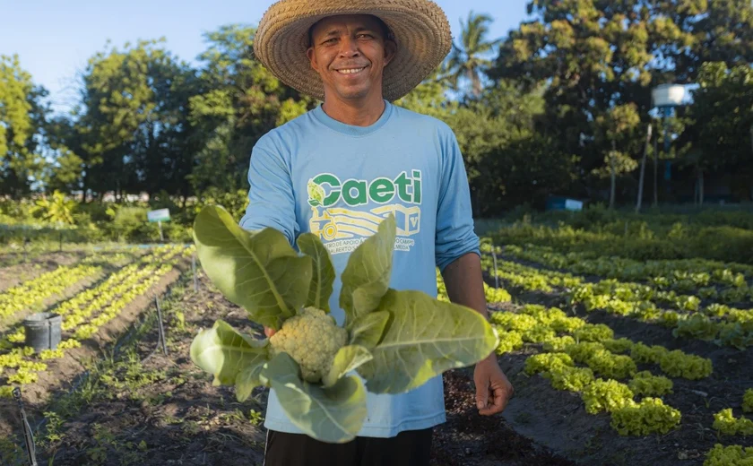 Hortaliças ocupam lugar do fumo e mudam cenário agrícola de Alagoas