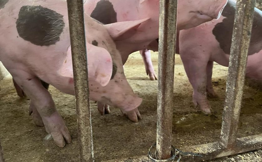 Alagoas já vacinou mais de 17 mil animais contra a Peste Suína Clássica