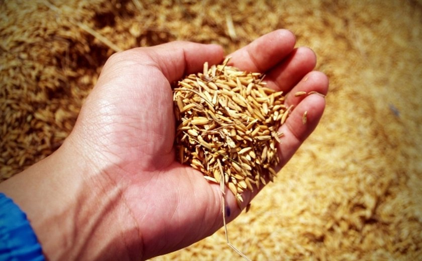 Cadeia produtiva do arroz é pauta de seminário em Penedo