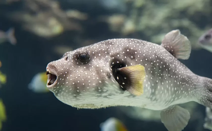 É perigoso comer baiacu? Os riscos de ingerir o peixe e os cuidados necessários na preparação