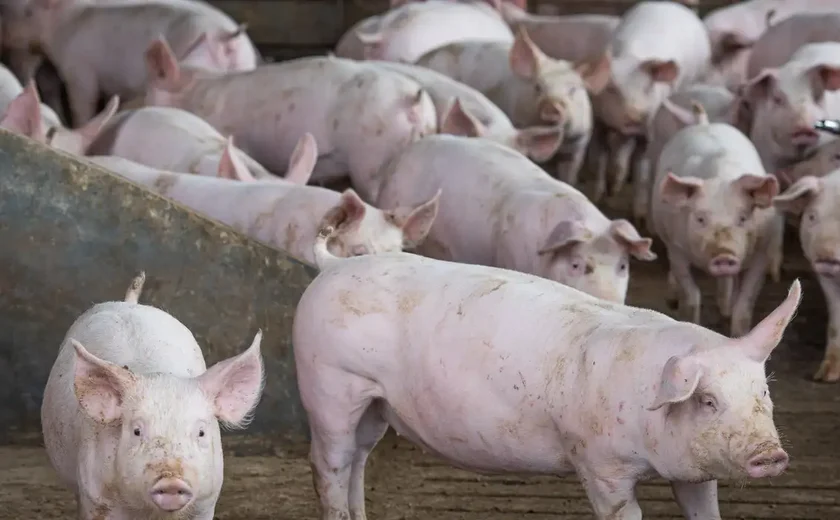 Agricultura: Rússia, Belarus, Armênia e Casaquistão abrem mercado para suínos vivos do Brasil