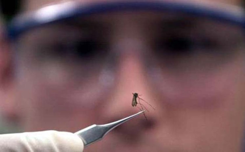AL tem 24 cidades em alerta ou risco de surto de doenças do Aedes aegypti
