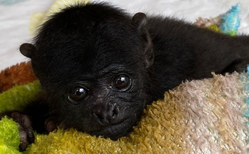 Bebê macaco de espécie em extinção que é a nova moradora de zoo em Recife