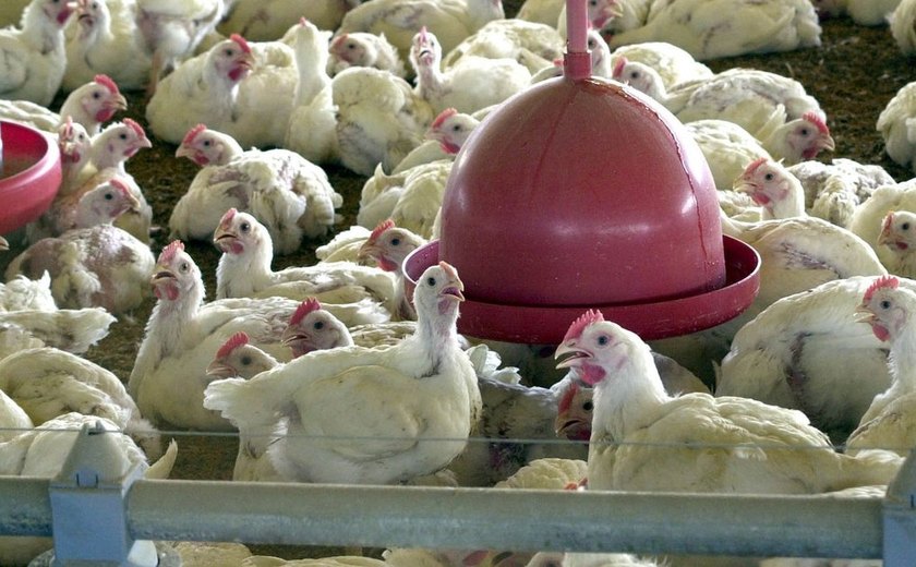Suspeita de gripe aviária é investigada em granja comercial em Santa Catarina