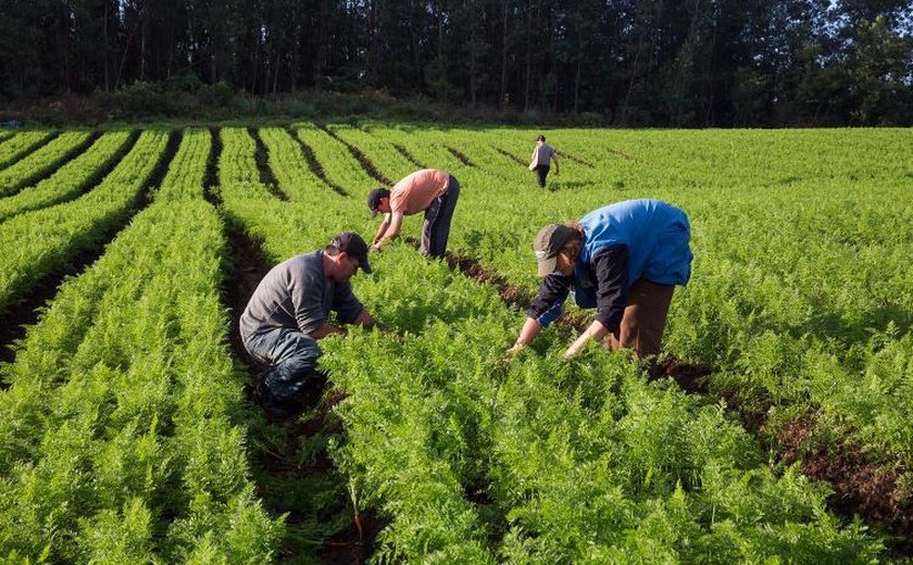 Agricultura familiar ocupa mais de 90% das propriedades rurais do país
