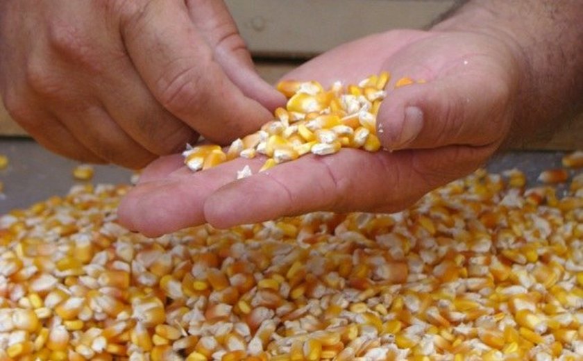 Governo do Estado apoia reedição de portaria da venda de milho com desconto