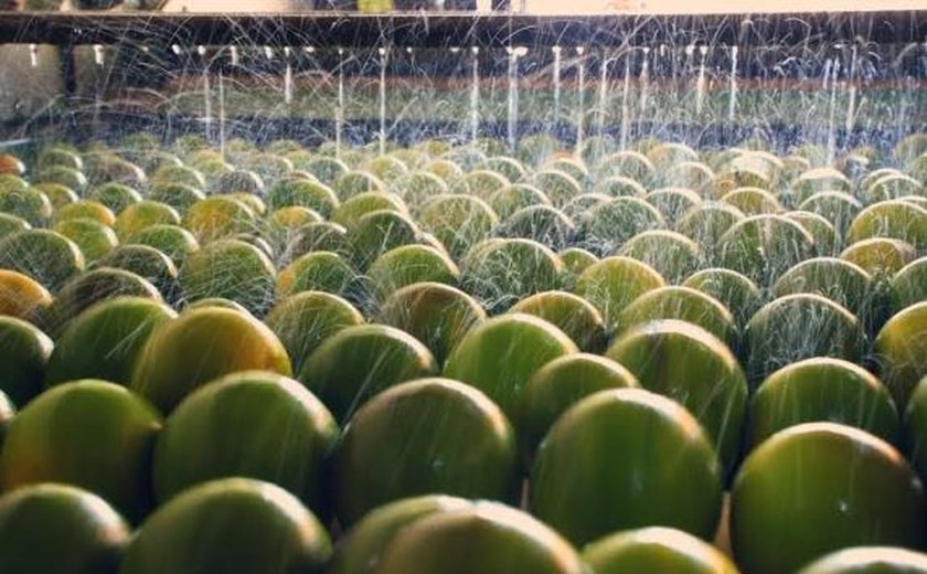 Fábrica de suco de laranja busca investimento para diversificar oferta