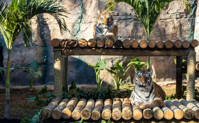 Casal de tigres-de-bengala chega ao Zoológico de SP
