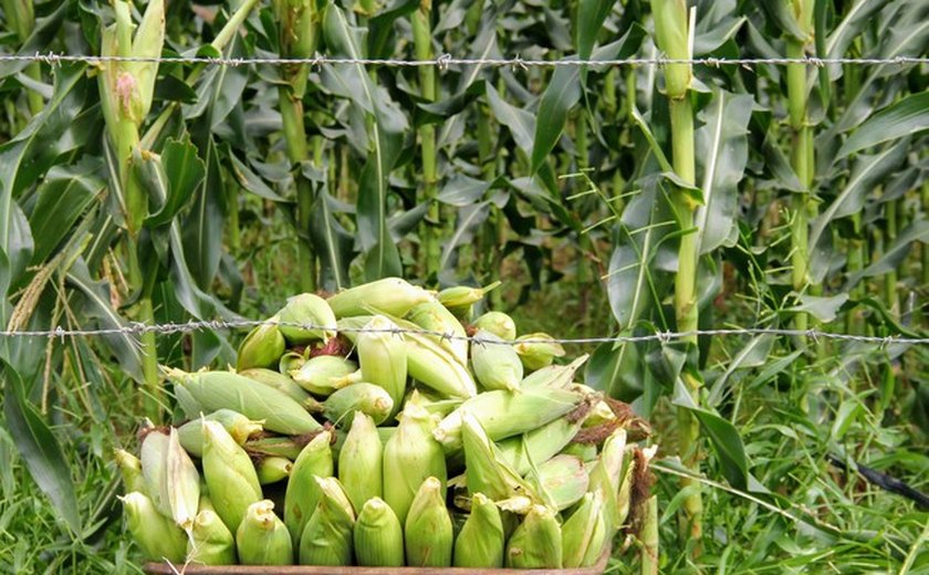 Batalha e Major Isidoro lideram recebimento de crédito agrícola; Alagoas se destaca na produção de grãos em 2024