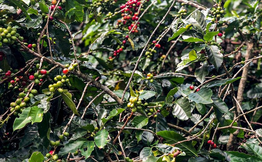 Produção de café deverá ser de 55,7 milhões de sacas em 2025