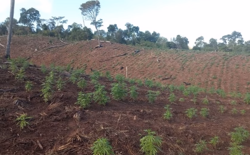 PF destrói 255 hectares de plantações de maconha na fronteira com Paraguai