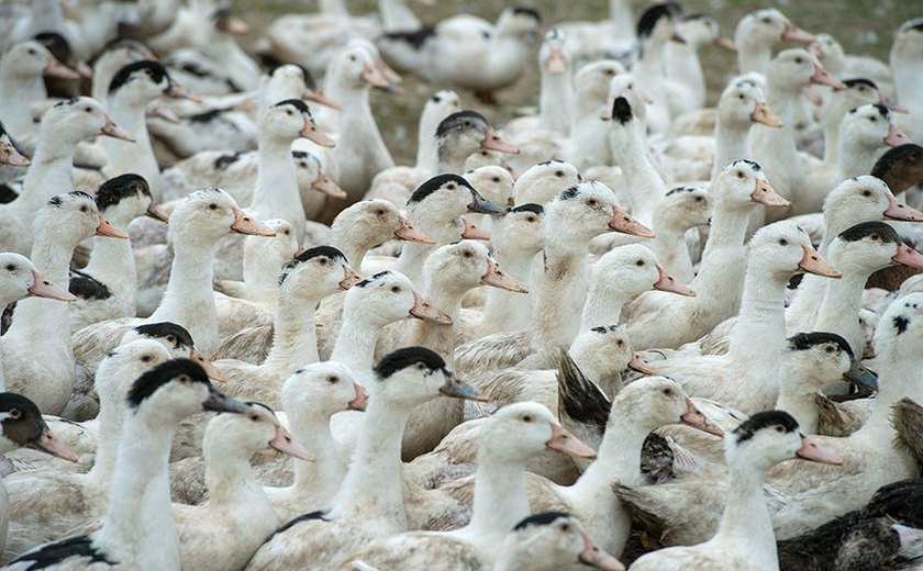 Mortes de gansos e patos em zoológico no RS foram por gripe aviária