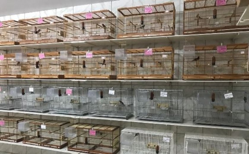 IMA/AL alerta sobre regras para a criação amadora de passeriformes
