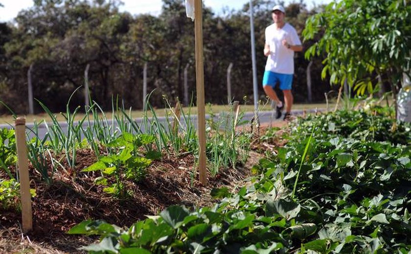 Senado aprova projeto que visa estimular a produção de alimentos nas cidades