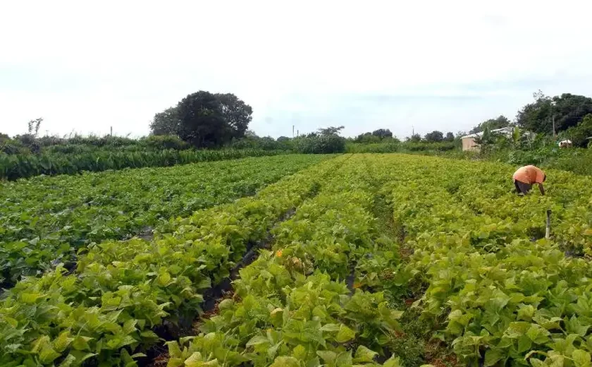 Governo anuncia Plano Safra com recorde de R$ 76 bilhões para agricultura familiar