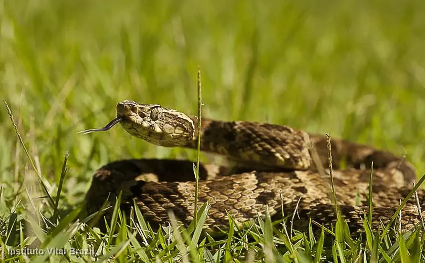 Víbora-do-Gabão tem presas de até 5 cm, as maiores entre as serpentes venenosas