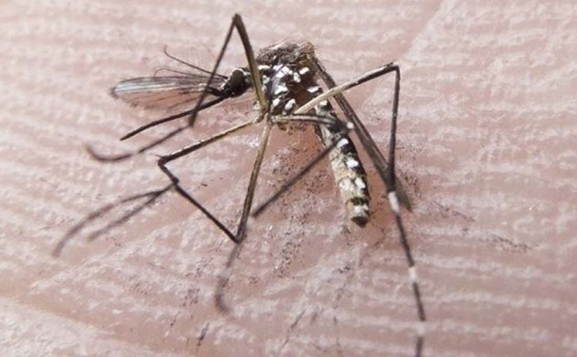 Sesau divulga novo boletim com dados de dengue, chikungunya e zika vírus