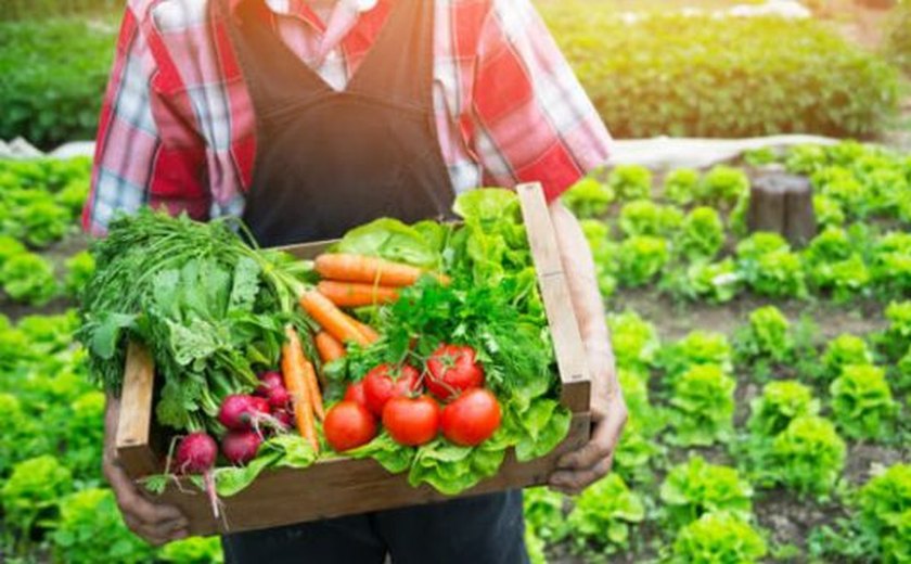 Projeto prevê mais alimentos orgânicos nas merendas escolares