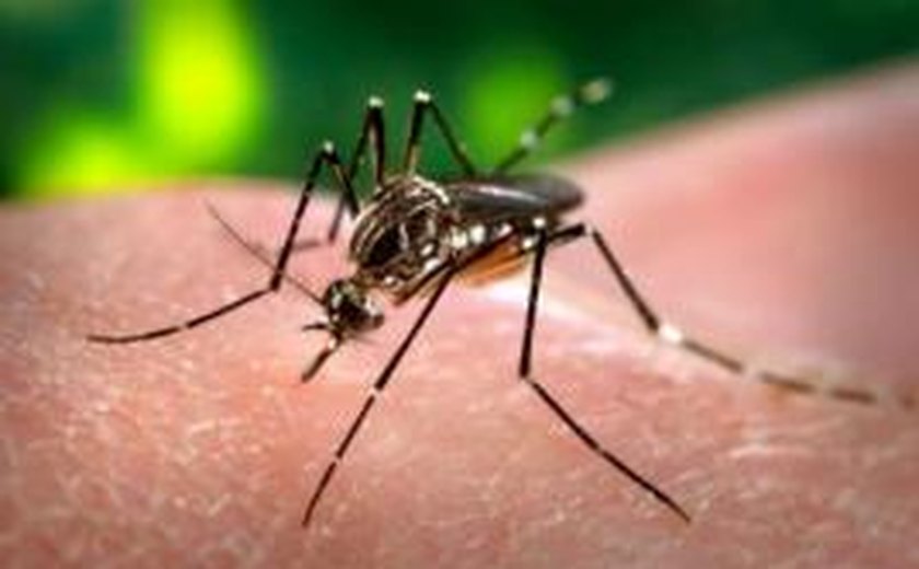 Número de Casos de dengue em Alagoas cai 58% em 2013