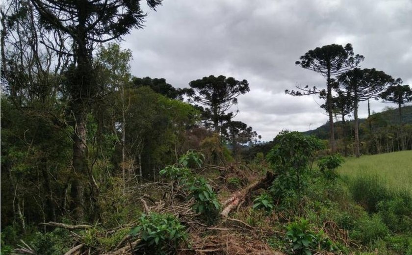 Multas por desmatamento na Amazônia aumentam 219% no 1º trimestre