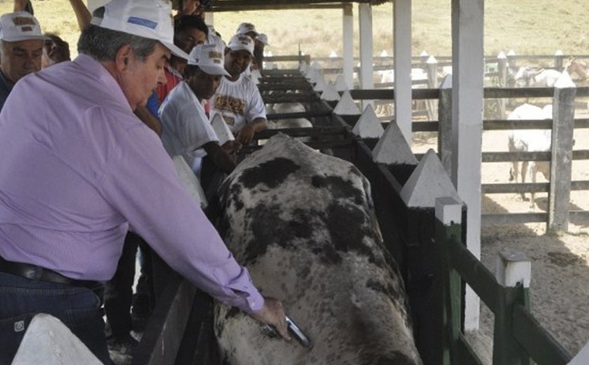 Mais de 800 animais são vacinados contra aftosa em Murici