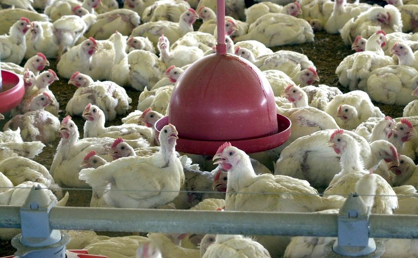 Brasil suspende exportações de carne de aves e seus produtos