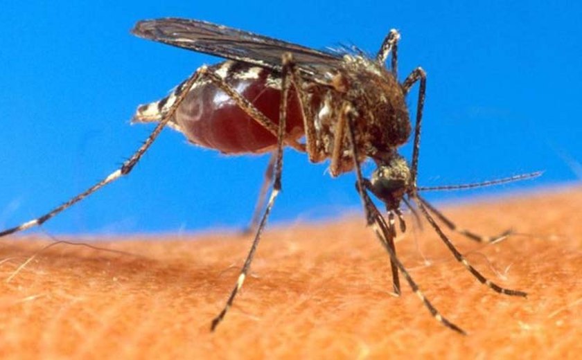 O Brasil contra o Aedes aegypti. MinC presente!
